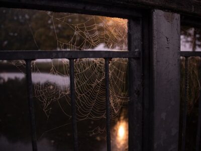 Minder spinnen in huis: 10x de beste tips